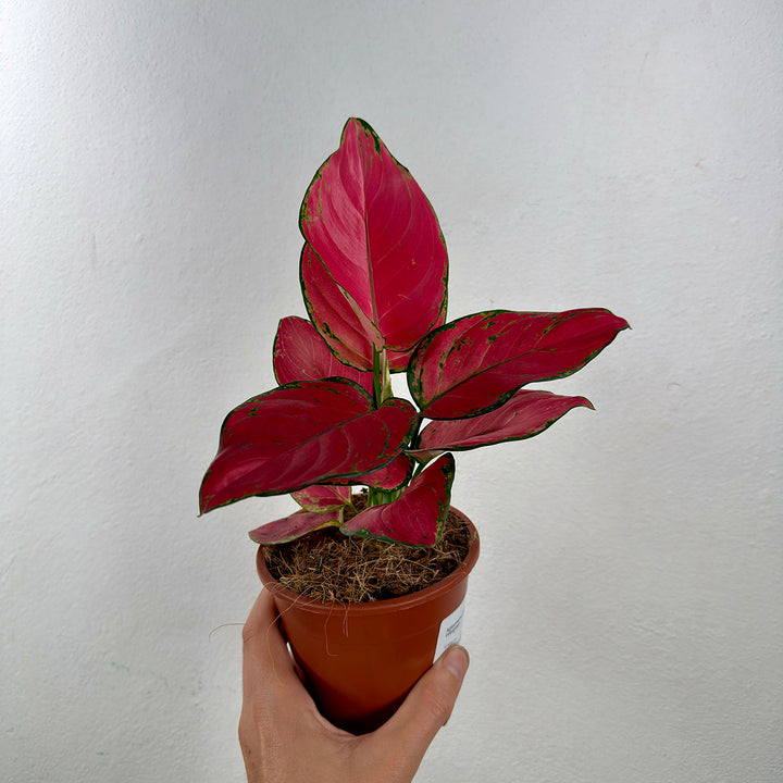 Aglaonema Pink – Chinese Evergreen