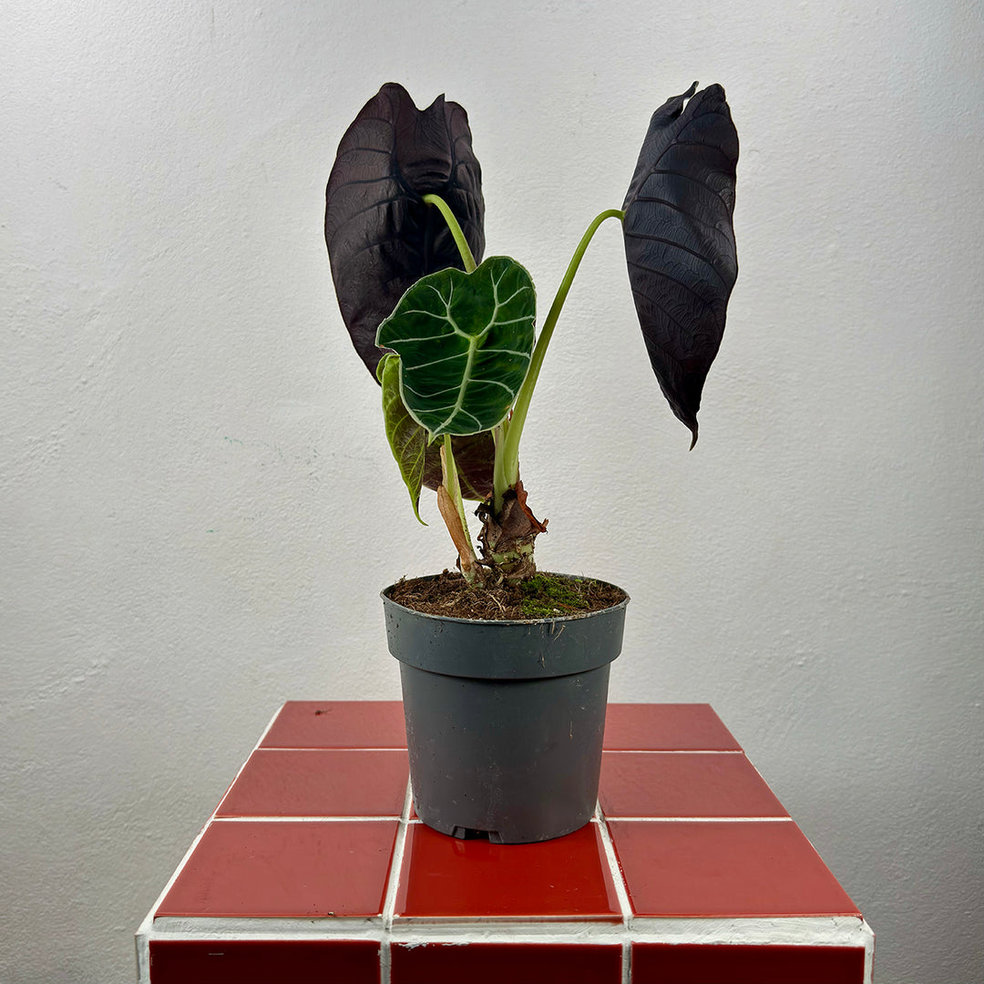 Alocasia Watsoniana - Velvet Sheild