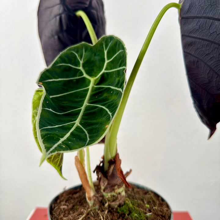 Alocasia Watsoniana - Velvet Sheild