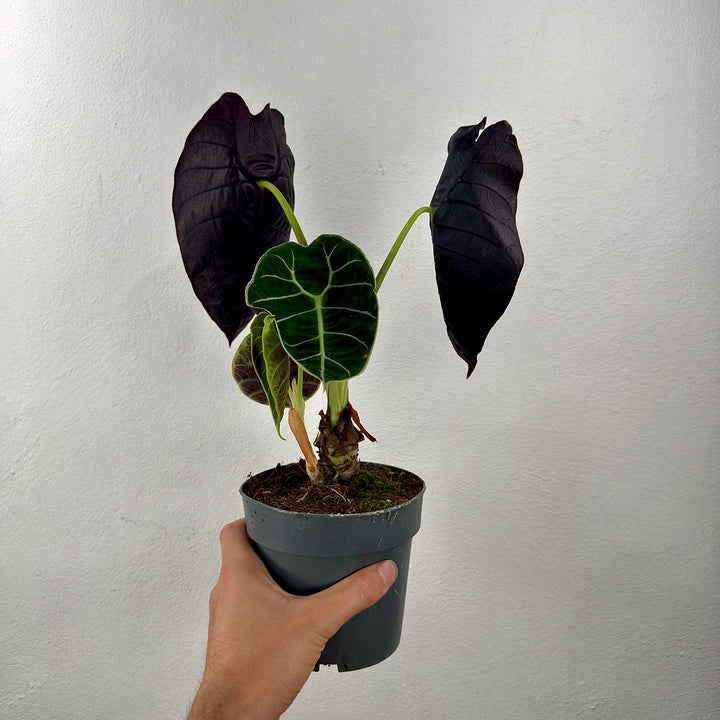 Alocasia Watsoniana - Velvet Sheild