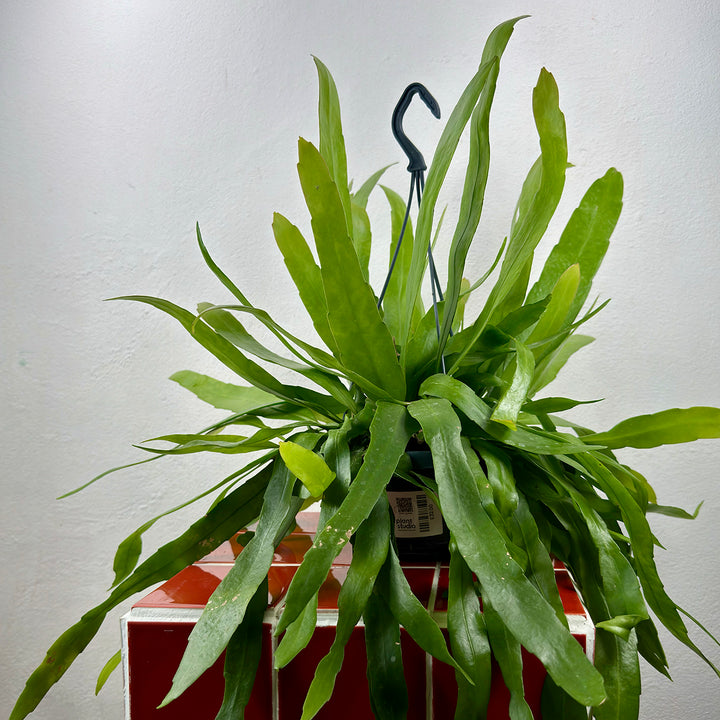 Epiphyllum pumilum – Miniature Orchid Cactus