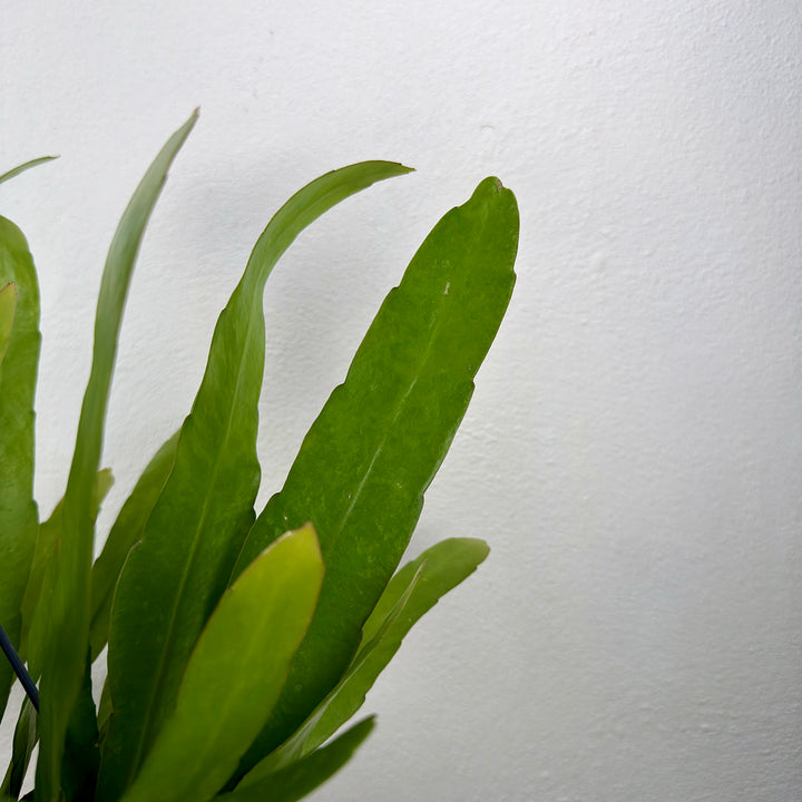 Epiphyllum pumilum – Miniature Orchid Cactus