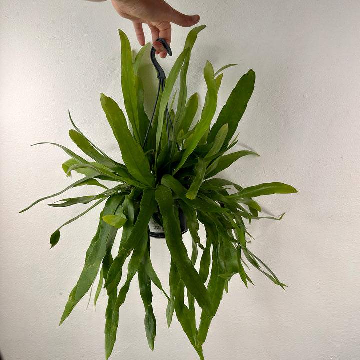 Epiphyllum pumilum – Miniature Orchid Cactus