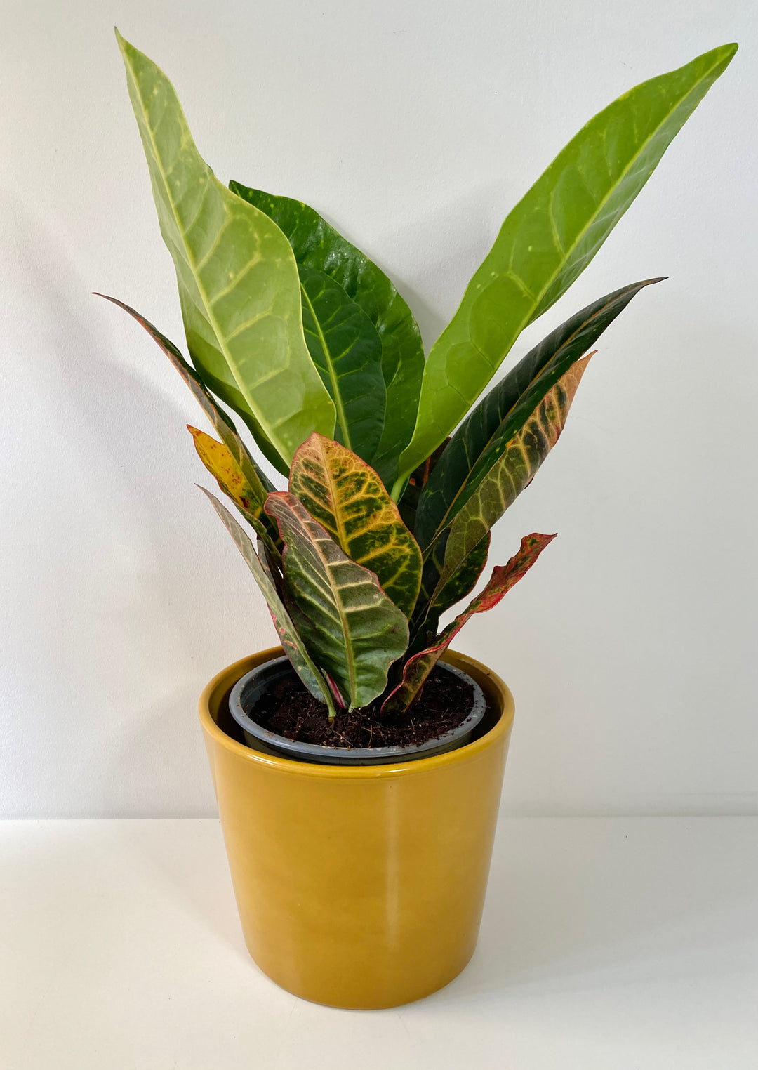 Codiaeum Petra