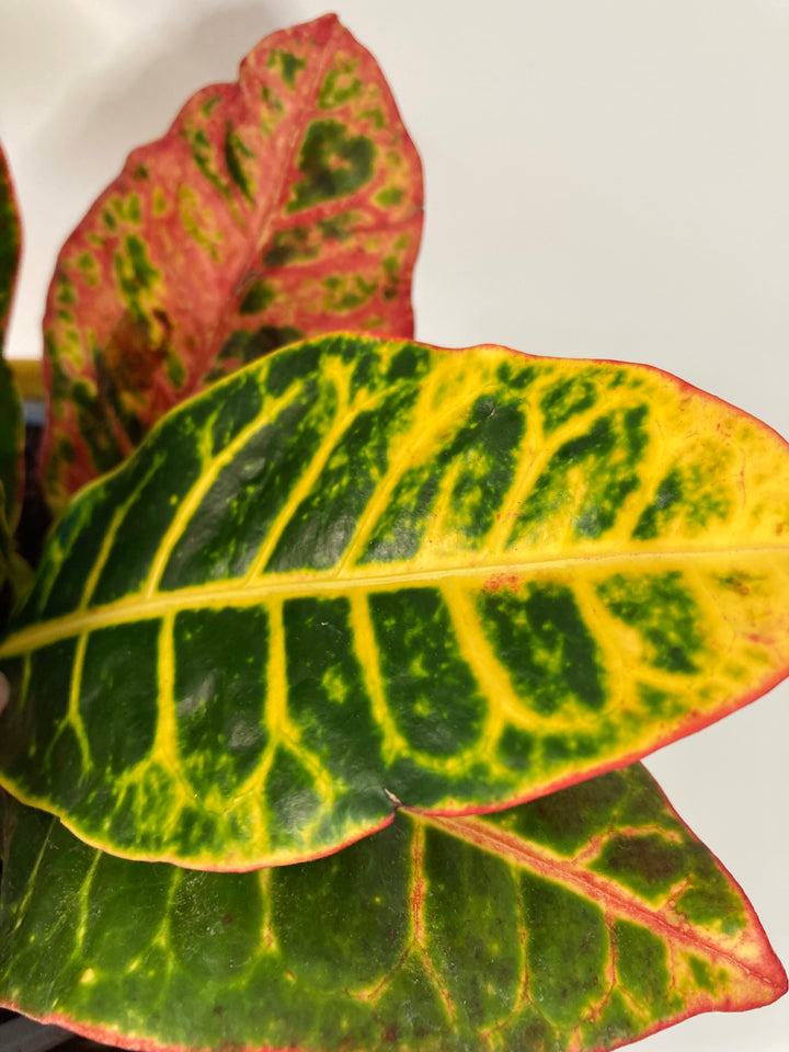 Codiaeum Petra