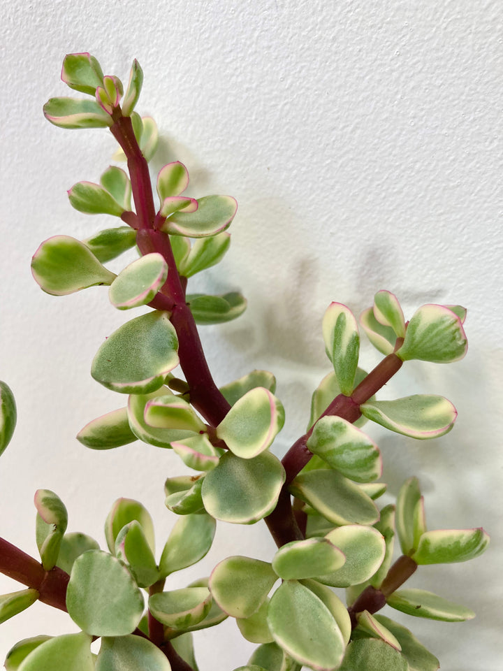 Portulacaria Afra Variegata - Rainbow Bush