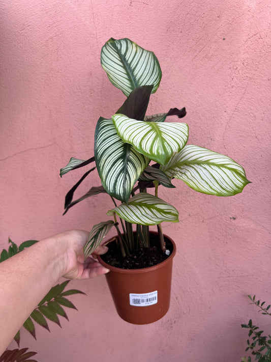 Calathea majestica ‘White Star’