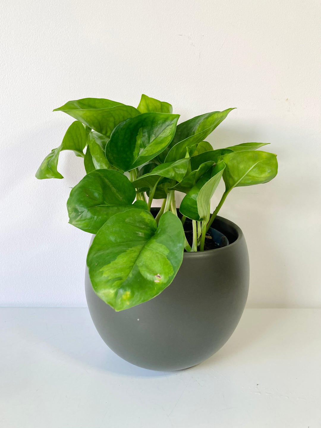 Epipremnum Global Green - Global Green Pothos