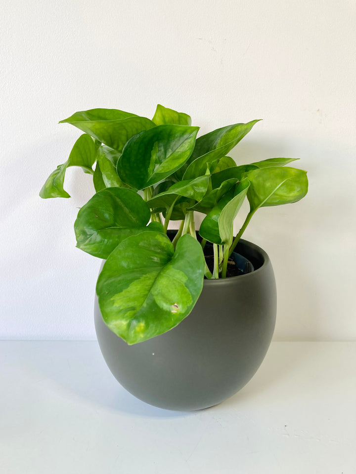 Epipremnum Global Green - Global Green Pothos