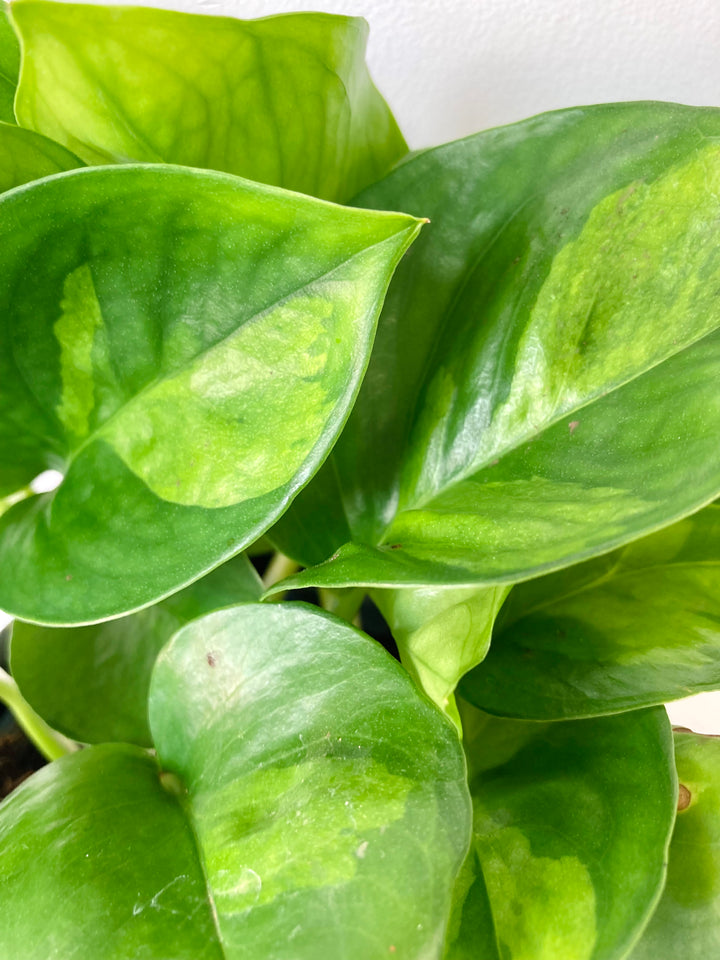 Epipremnum Global Green - Global Green Pothos