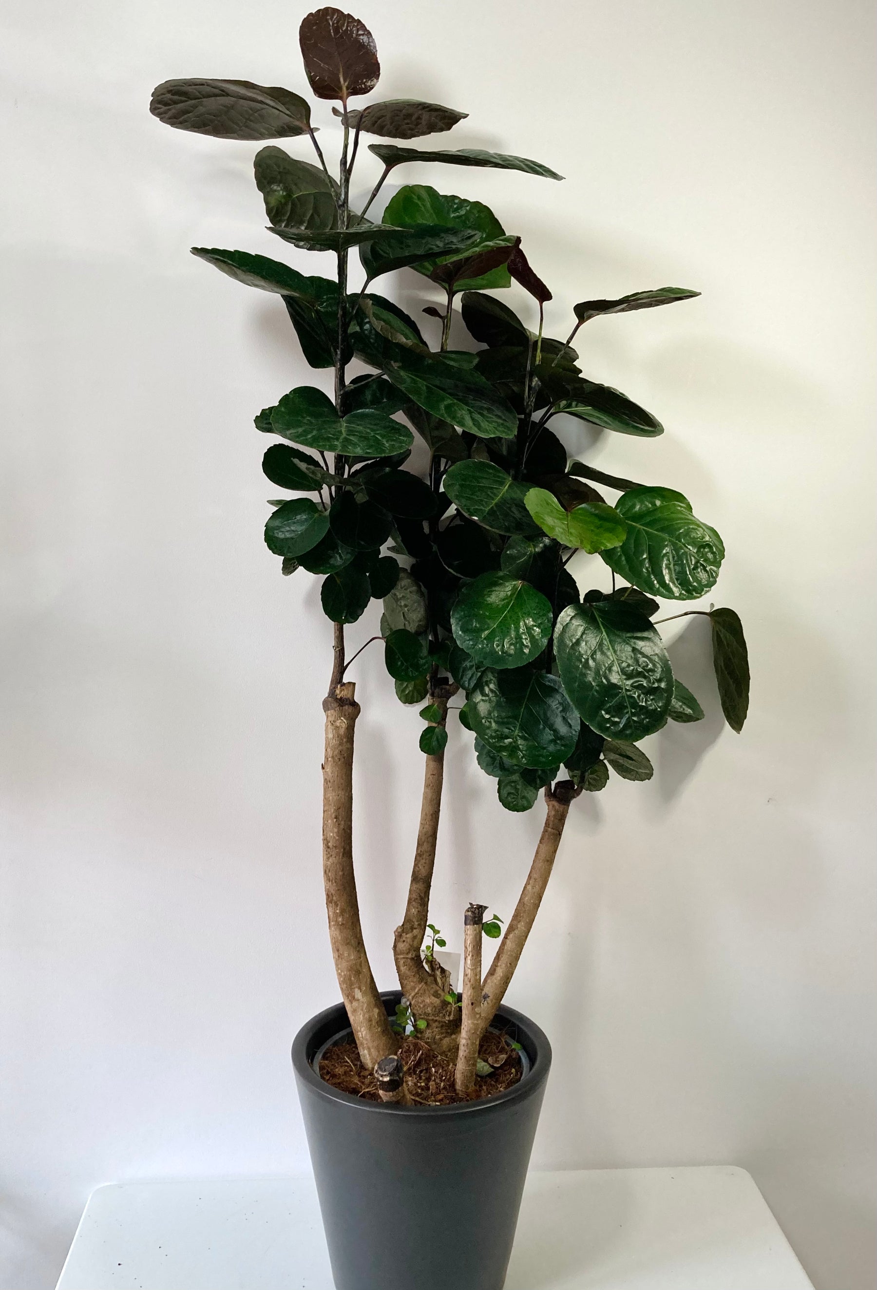 polyscias indoor plants Polyscias Fabian – Dinner Plate Aralia