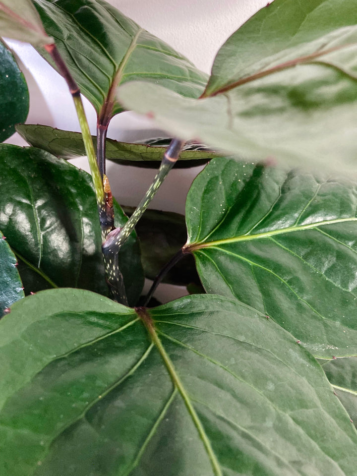 Polyscias ‘Fabian’ – Dinner Plate Aralia
