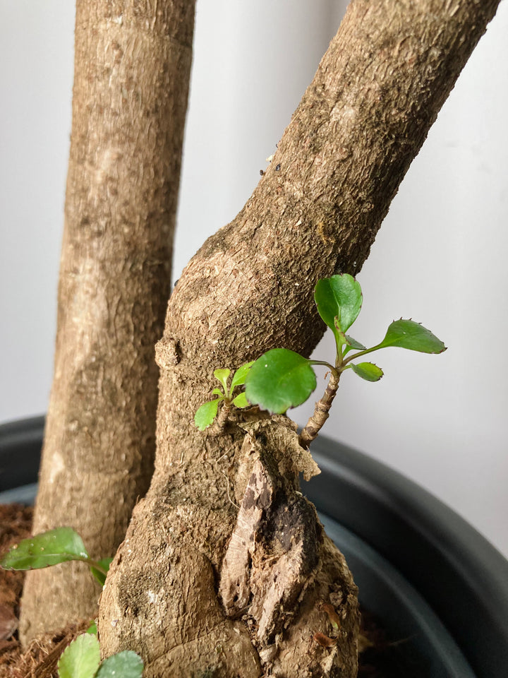 Polyscias ‘Fabian’ – Dinner Plate Aralia