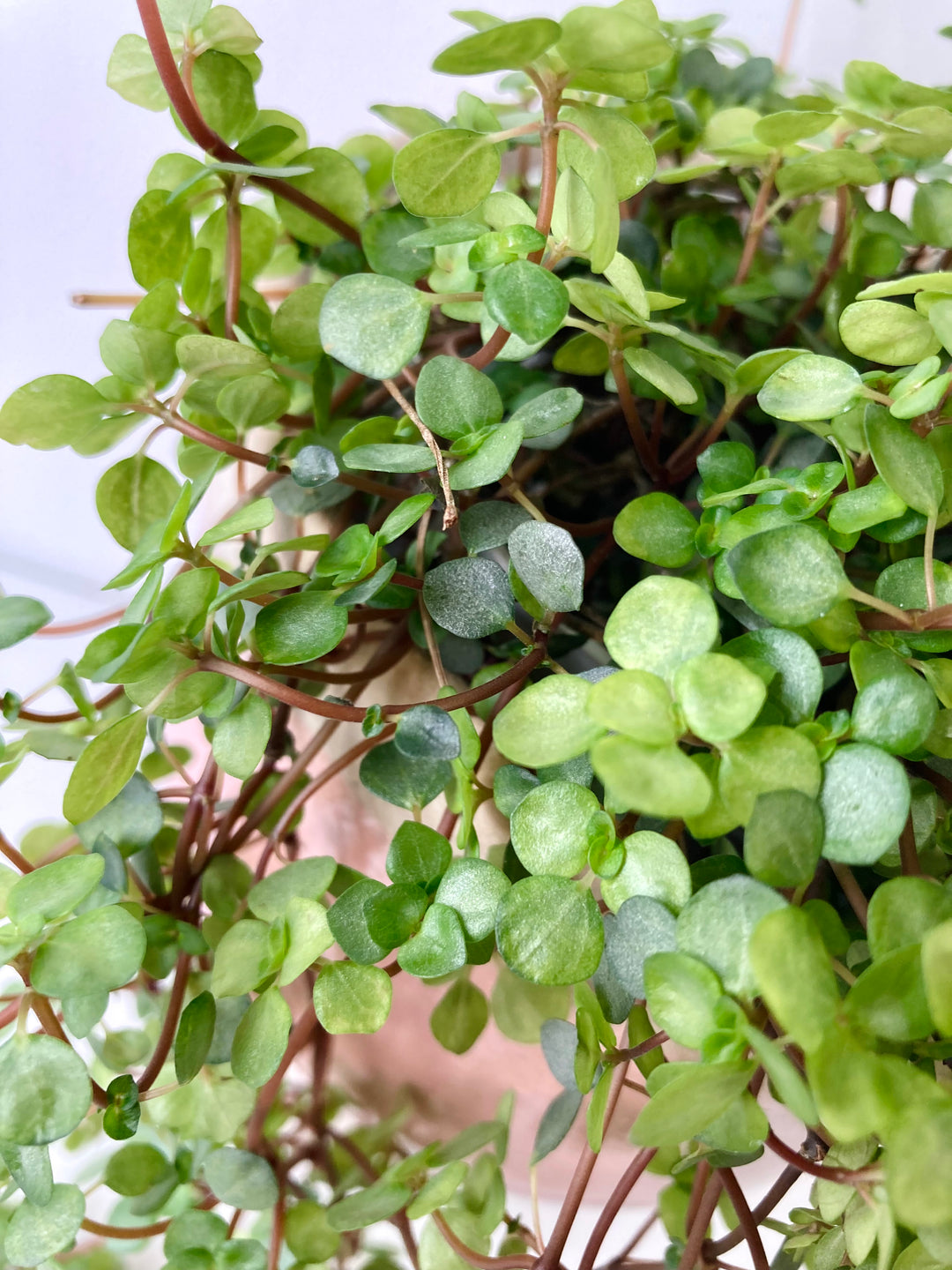 Pilea Glaucophylla