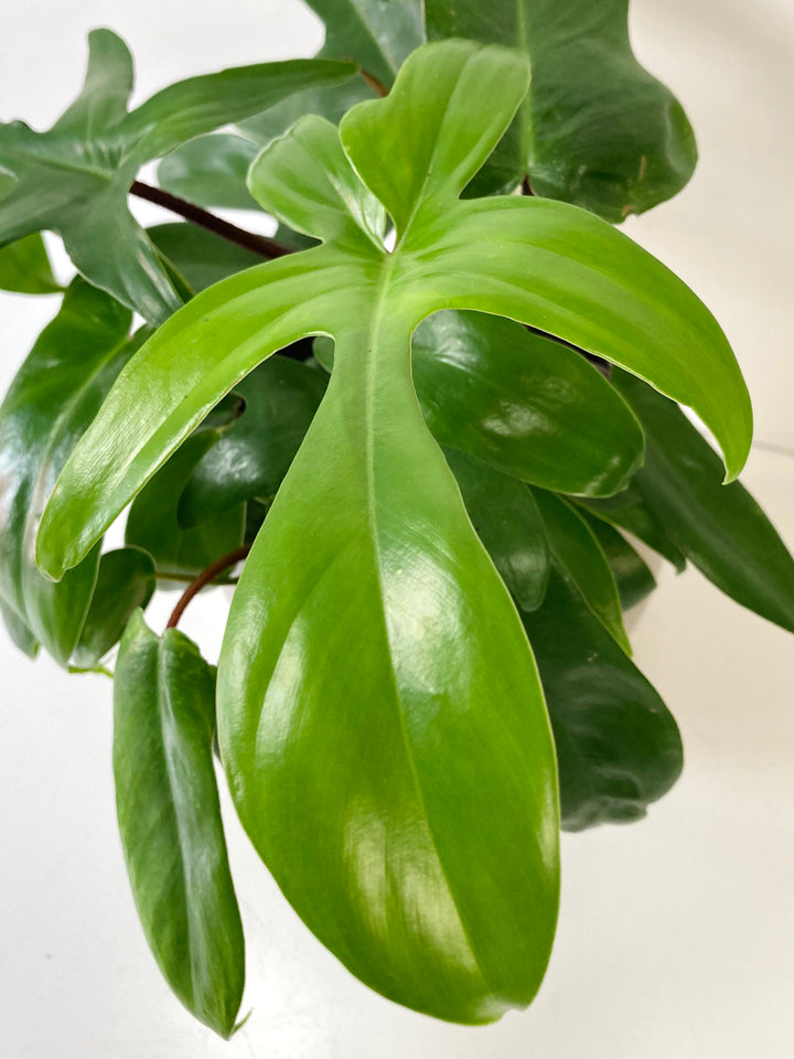 Philodendron Florida Green