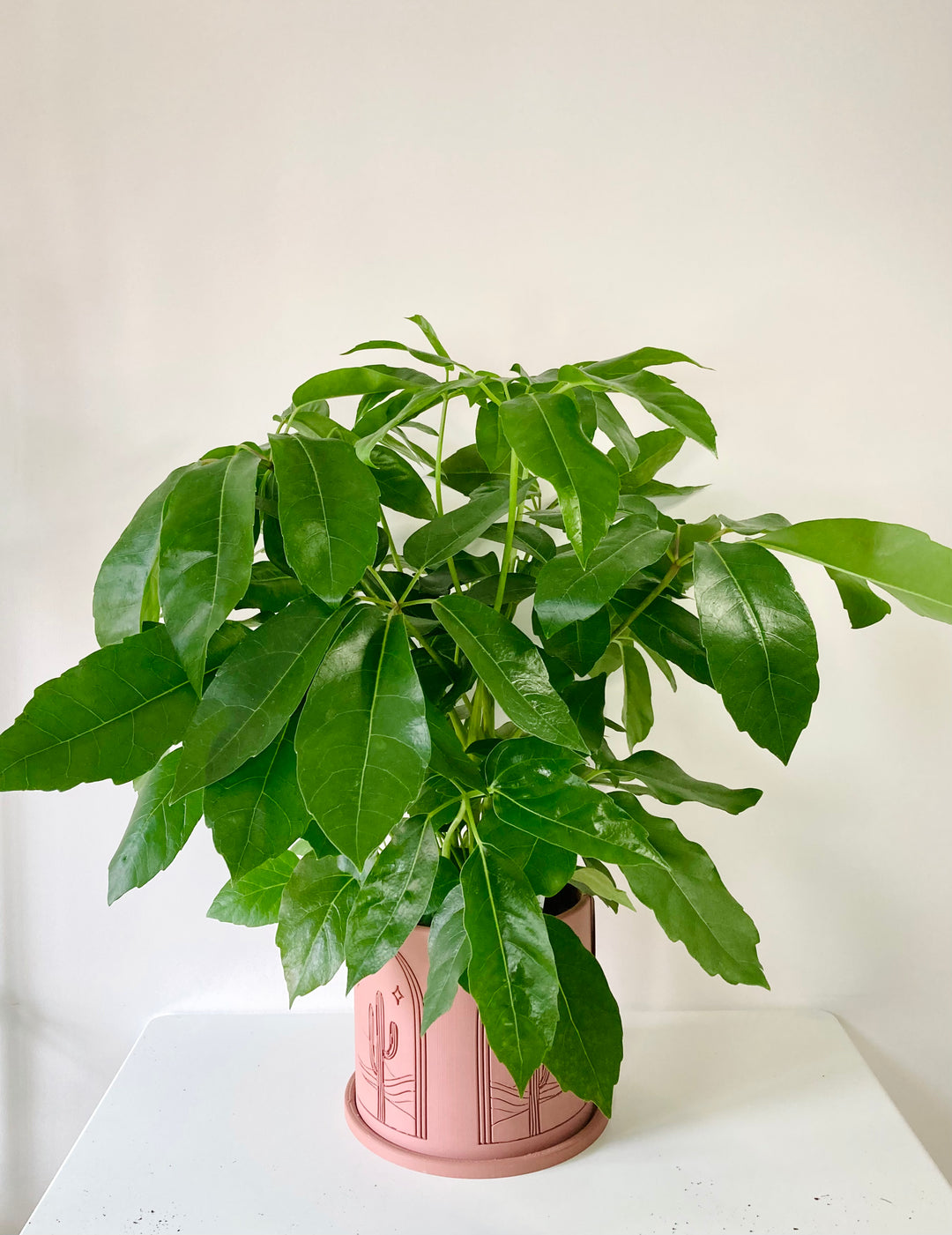 Schefflera amate – Umbrella Tree