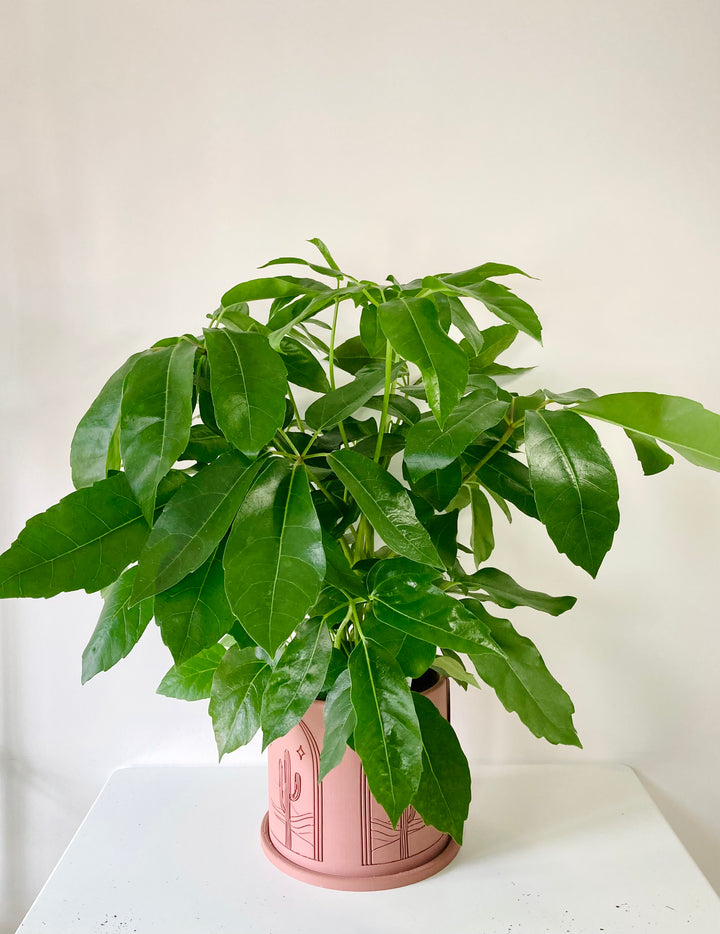 Schefflera amate – Umbrella Tree