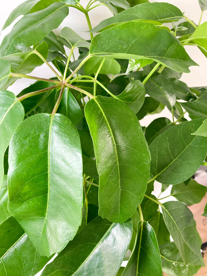 Schefflera amate – Umbrella Tree
