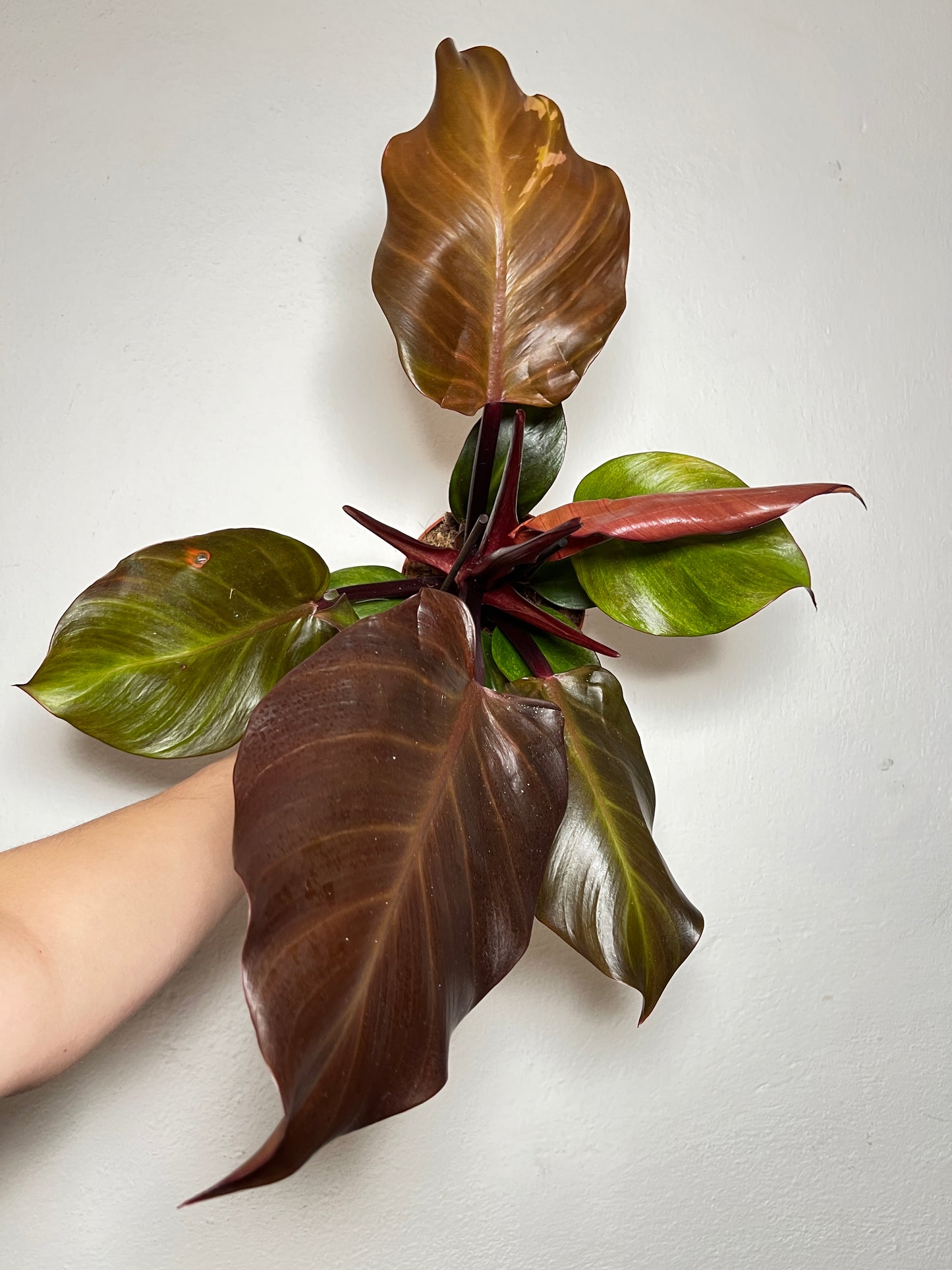 Philodendron 'Sunlight'