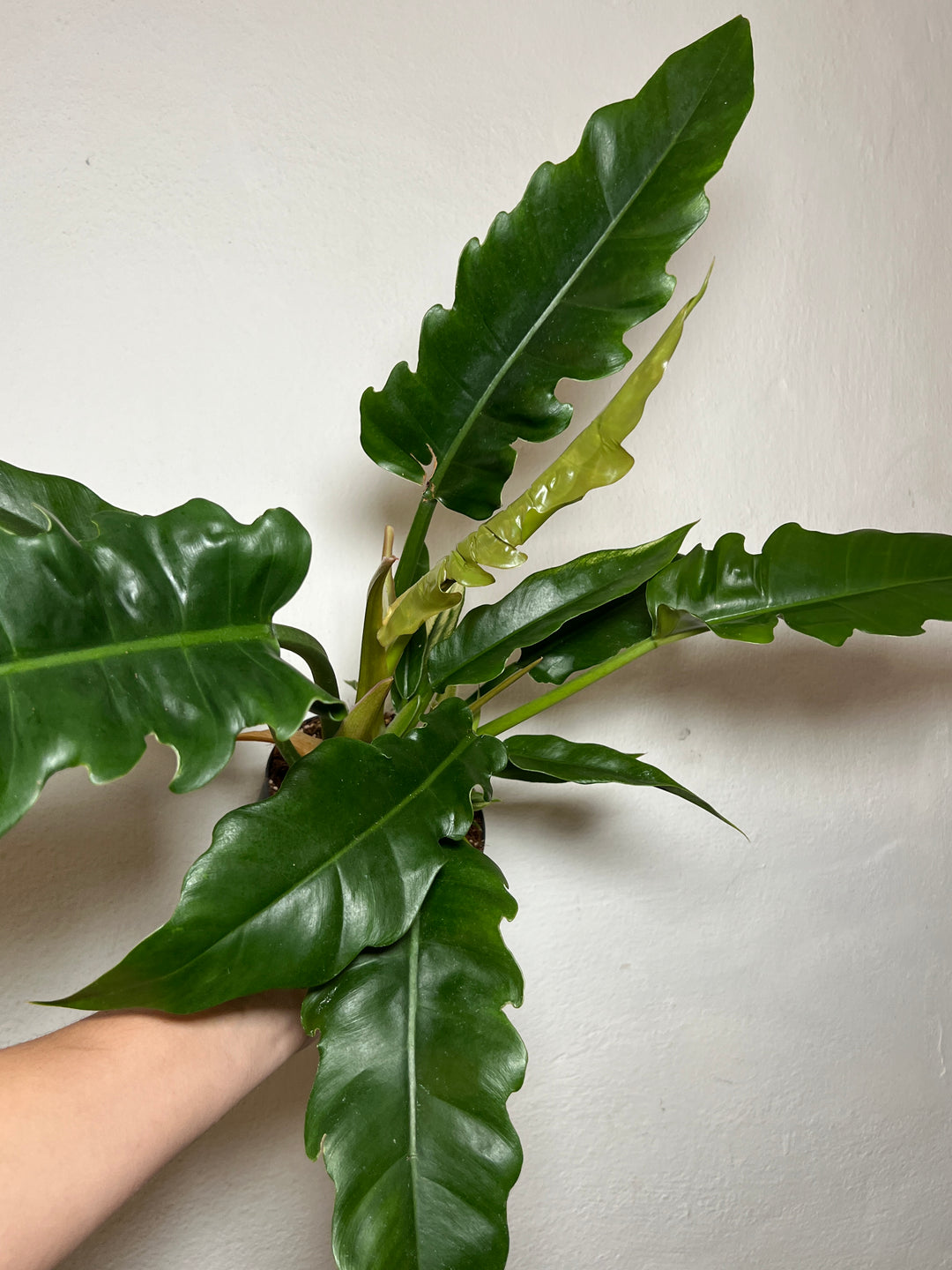 Philodendron 'Narrow Escape'
