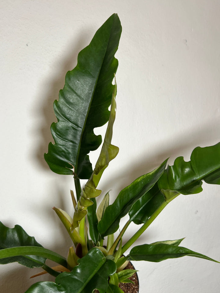 Philodendron 'Narrow Escape'