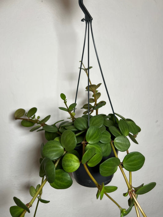 Peperomia Hope