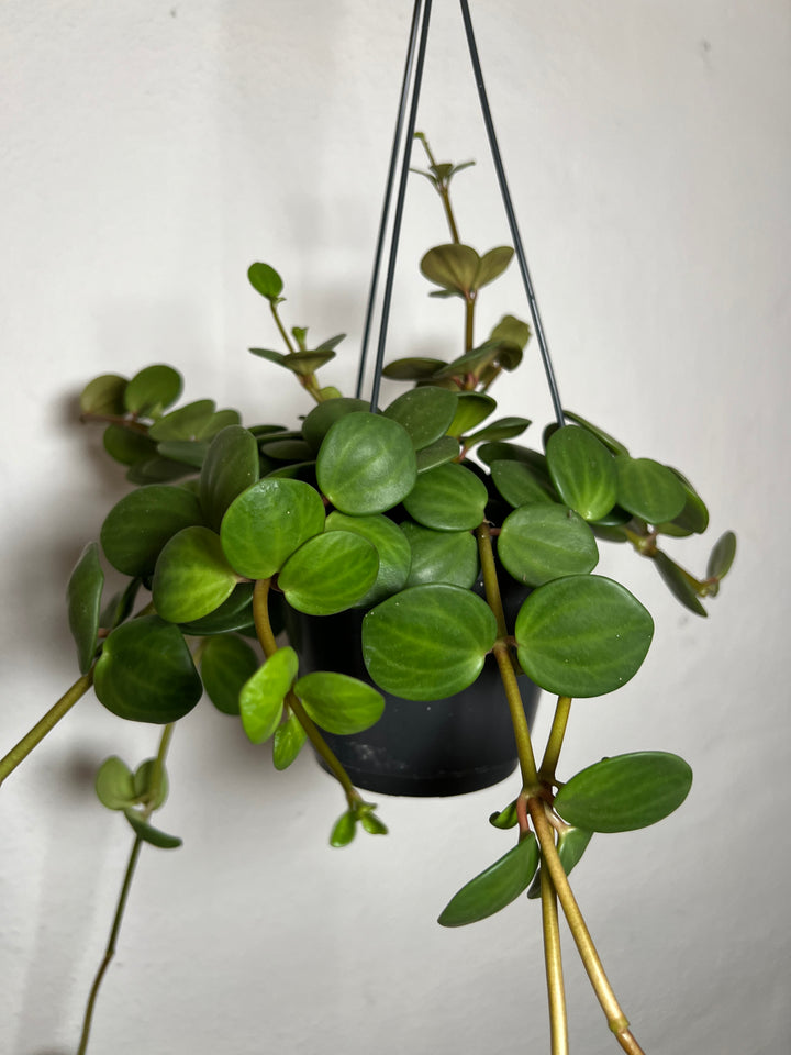 Peperomia Hope