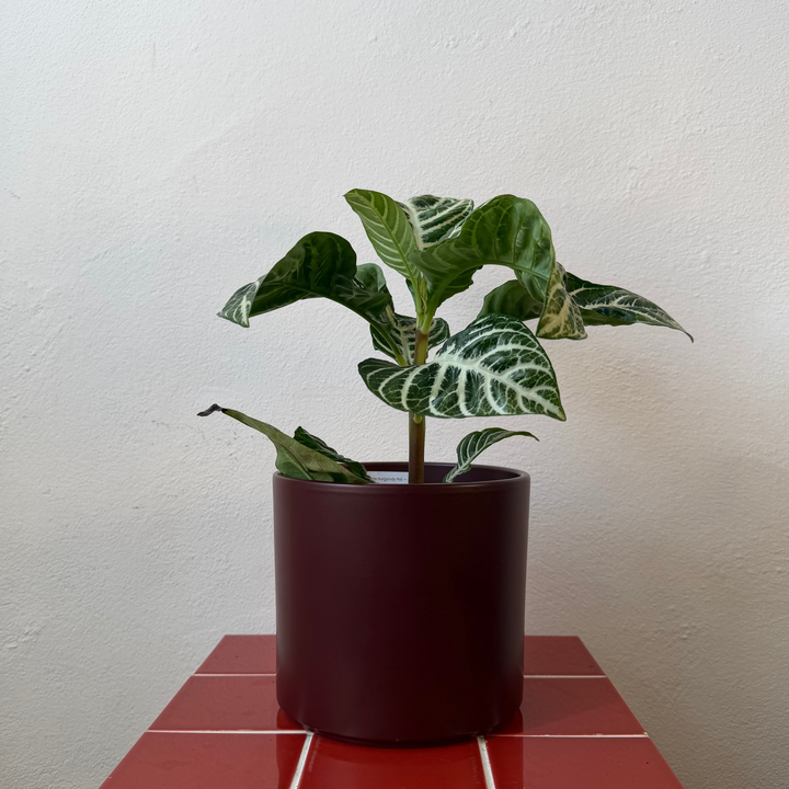 Matte Burgundy Pot — 17cm