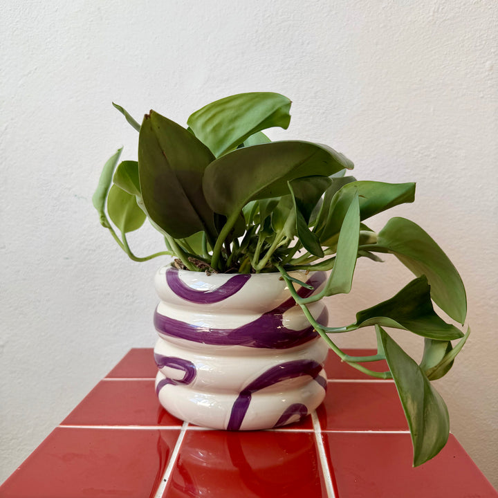 Squiggle Pot — 12cm