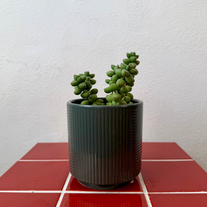 Groove Pot — 10cm