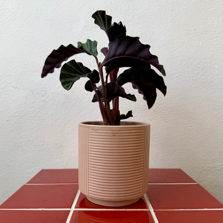 Groove Pot — 10cm