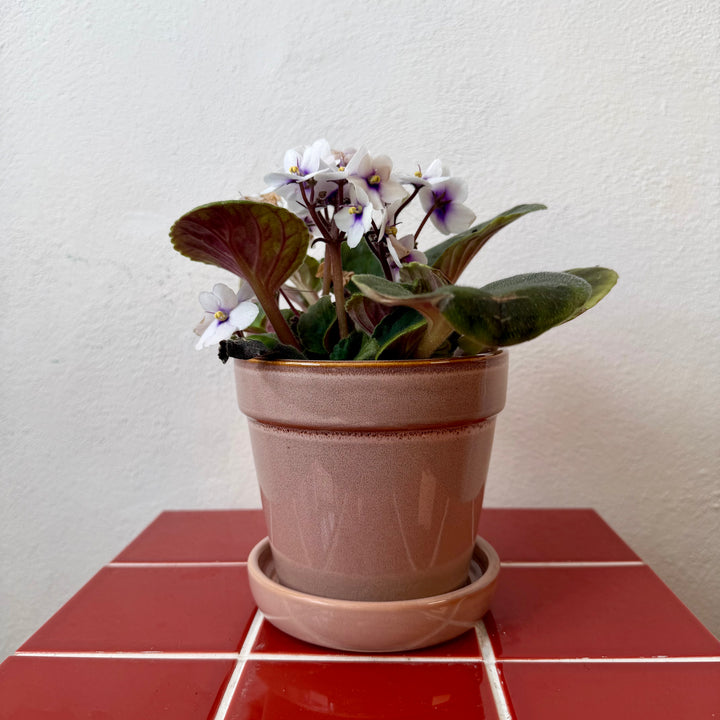 Clint Pot with Saucer pink or green— 13cm