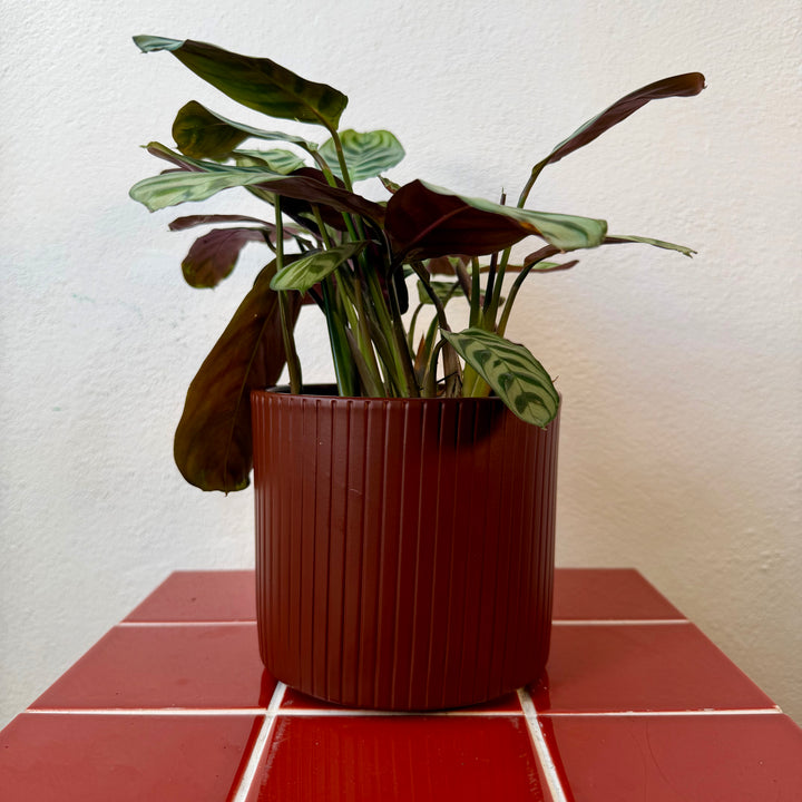 Era Brown Pot — 13.5cm