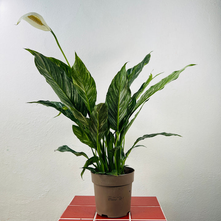 Spathiphyllum Diamond -  variegated peace lilly