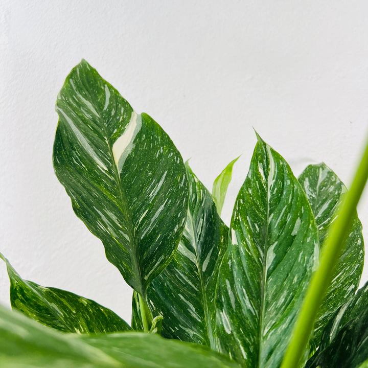 Spathiphyllum Diamond -  variegated peace lilly