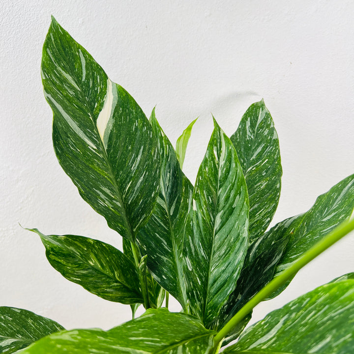 Spathiphyllum Diamond -  variegated peace lilly