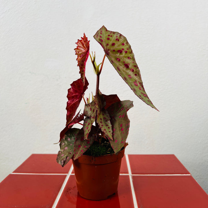 Begonia amphioxus × malachosticta