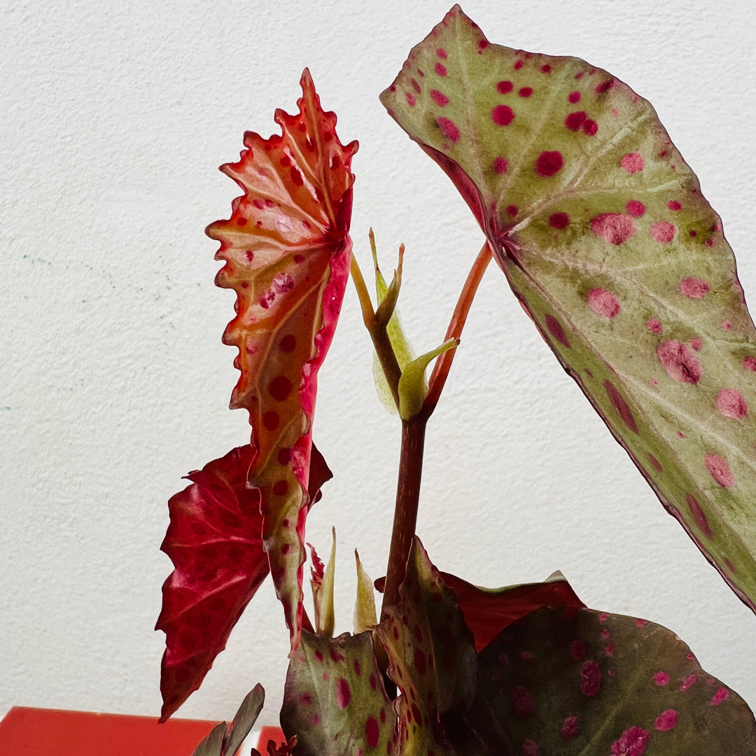 Begonia amphioxus × malachosticta