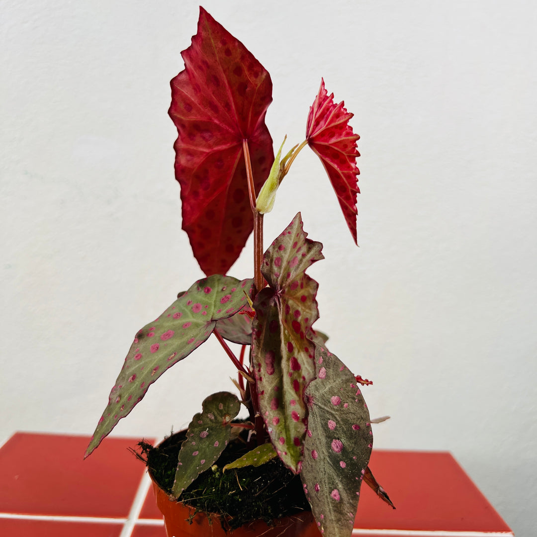 Begonia amphioxus × malachosticta