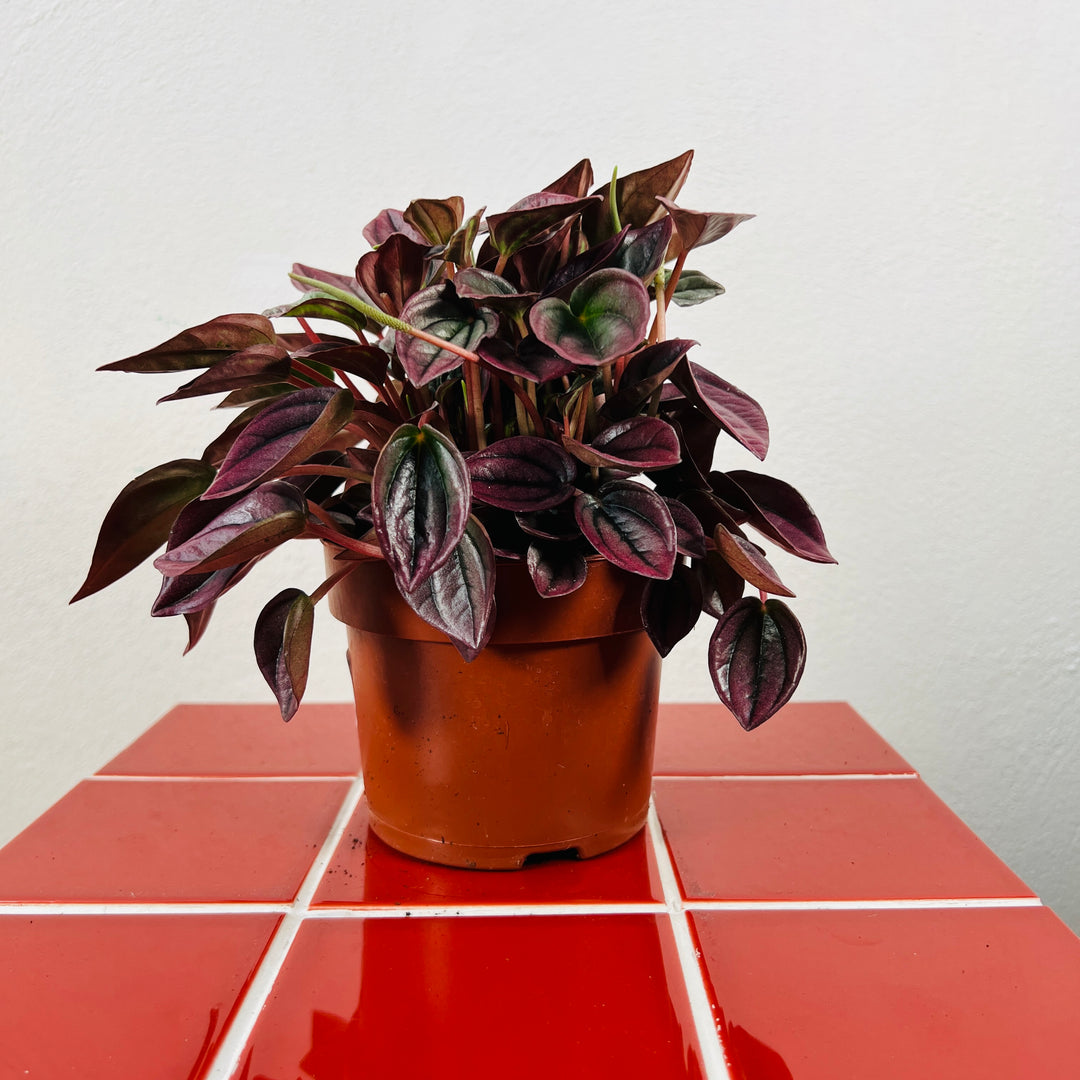 Peperomia caperata ‘Cayenne’