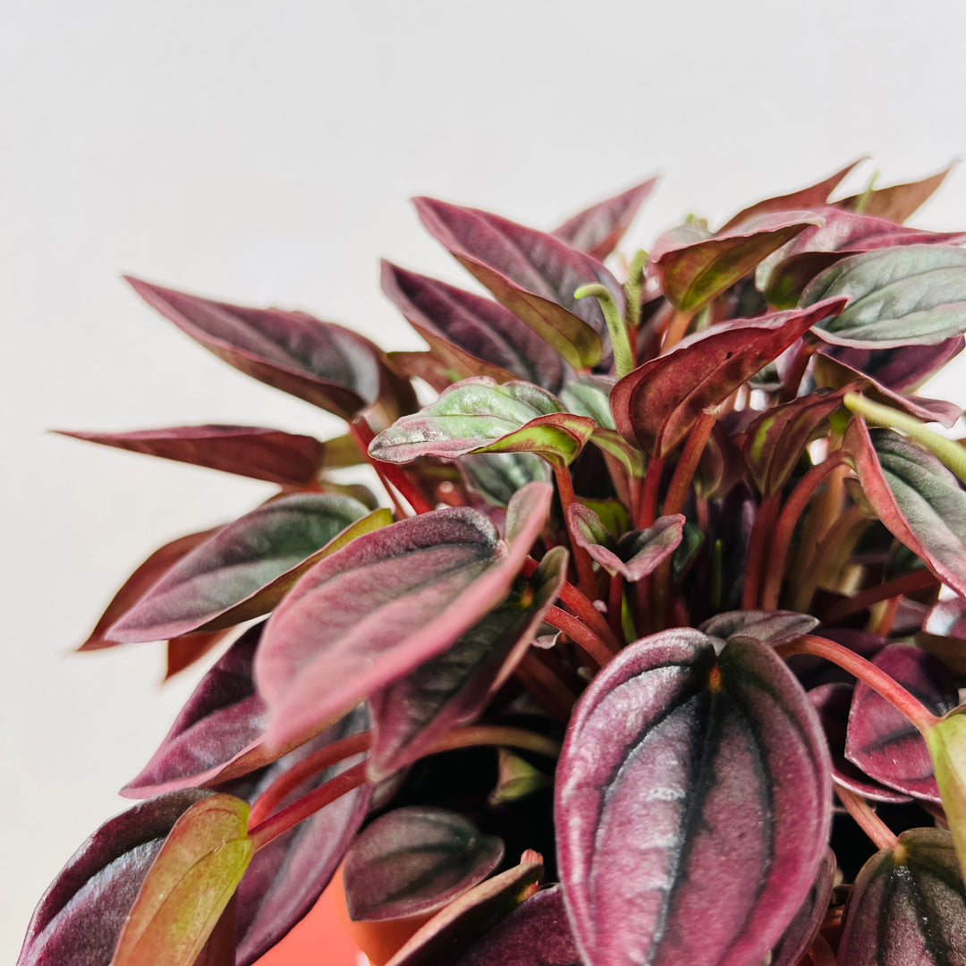 Peperomia caperata ‘Cayenne’
