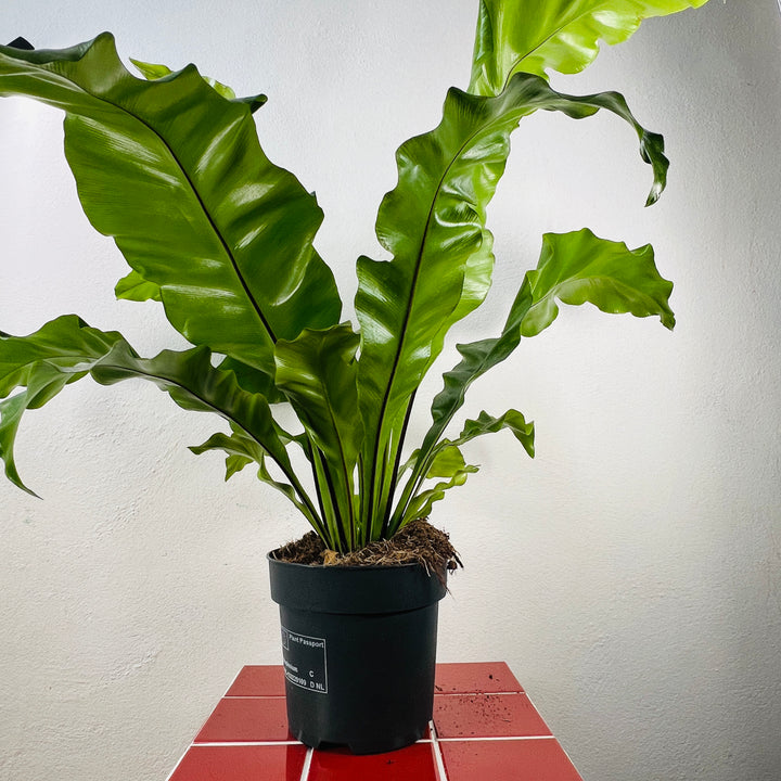 Asplenium Nidus - Birds Nest Fern