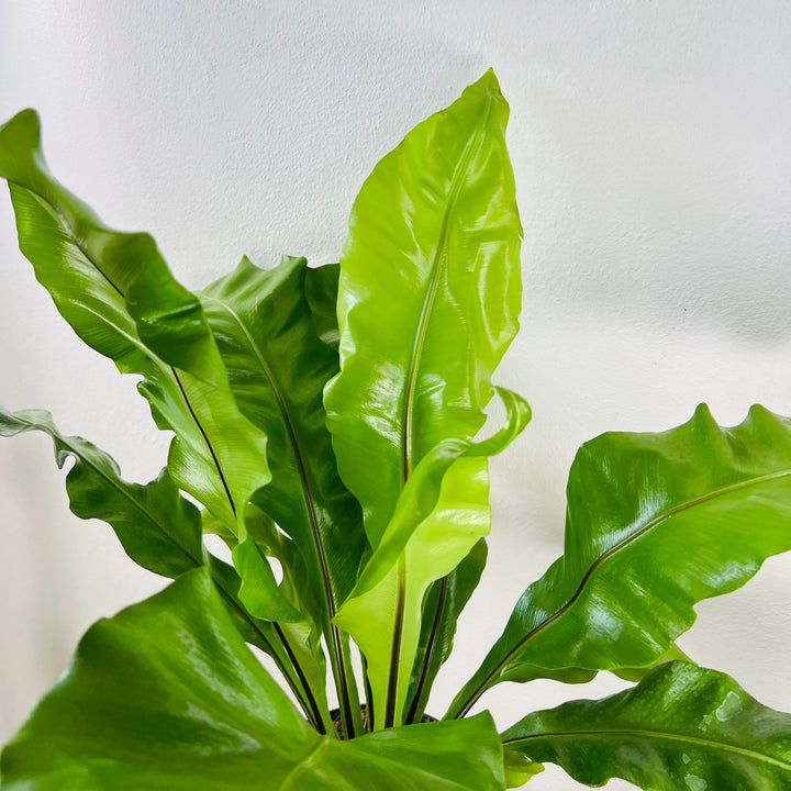 Asplenium Nidus - Birds Nest Fern
