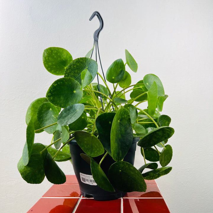 Pilea Peperomoides - Chinese Money Plant