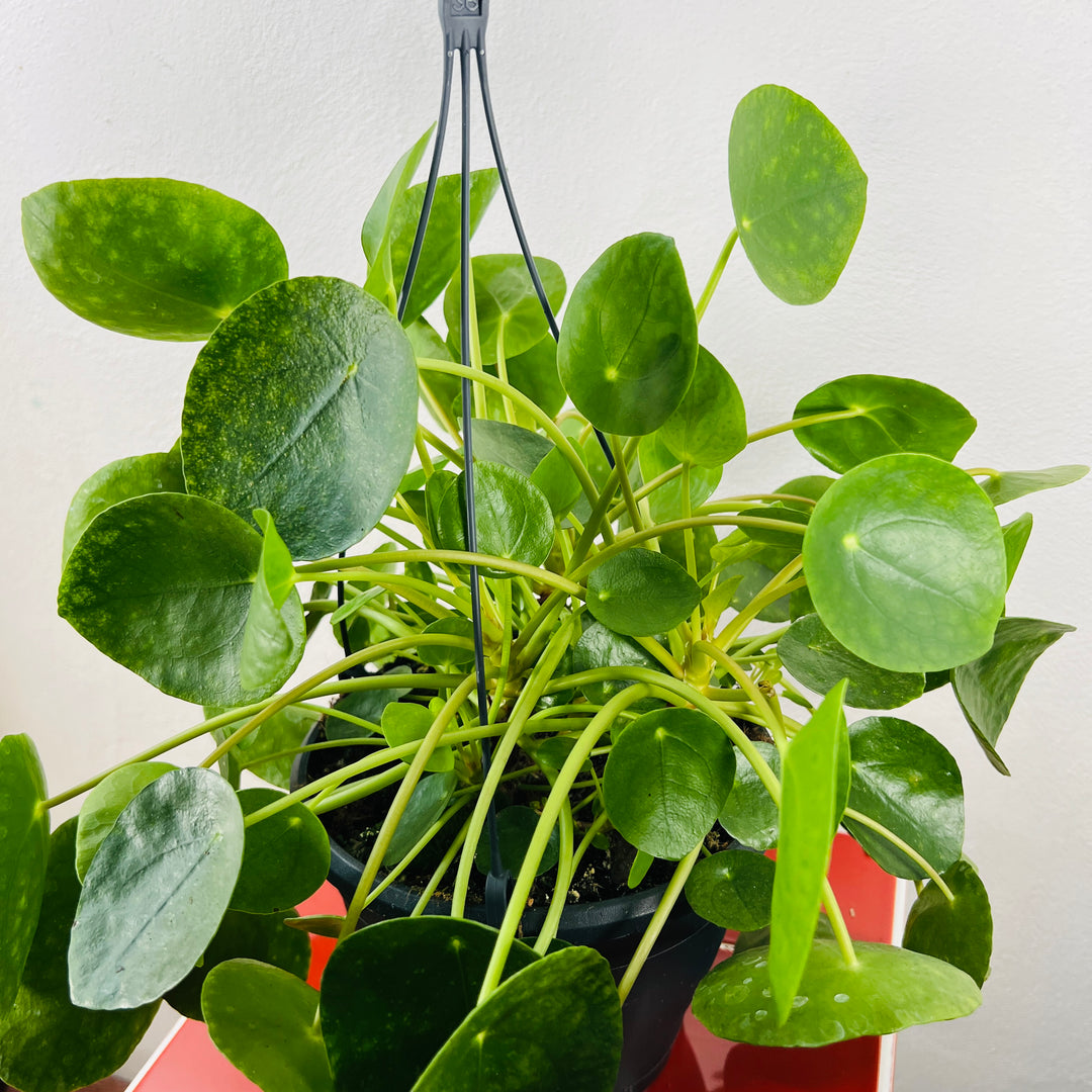 Pilea Peperomoides - Chinese Money Plant