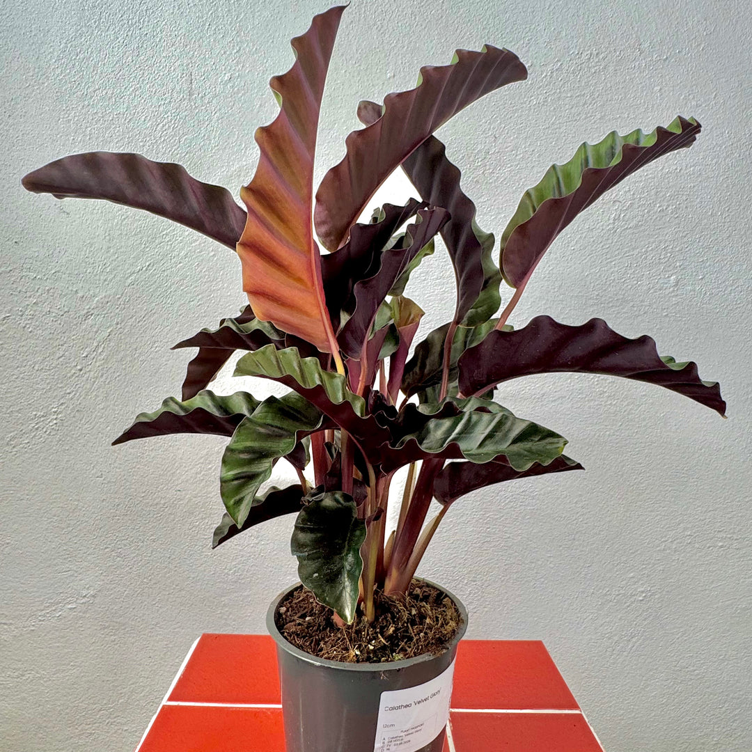 Calathea 'Velvet Glory'