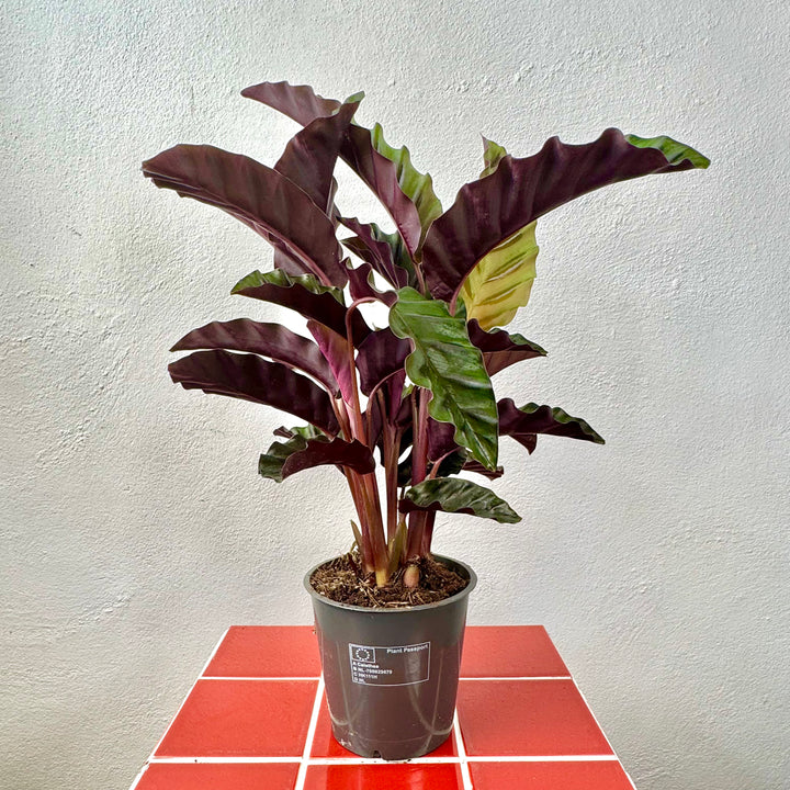 Calathea 'Velvet Glory'