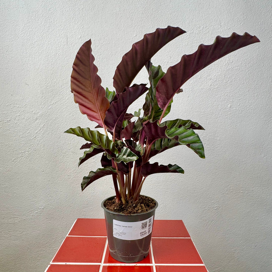 Calathea 'Velvet Glory'