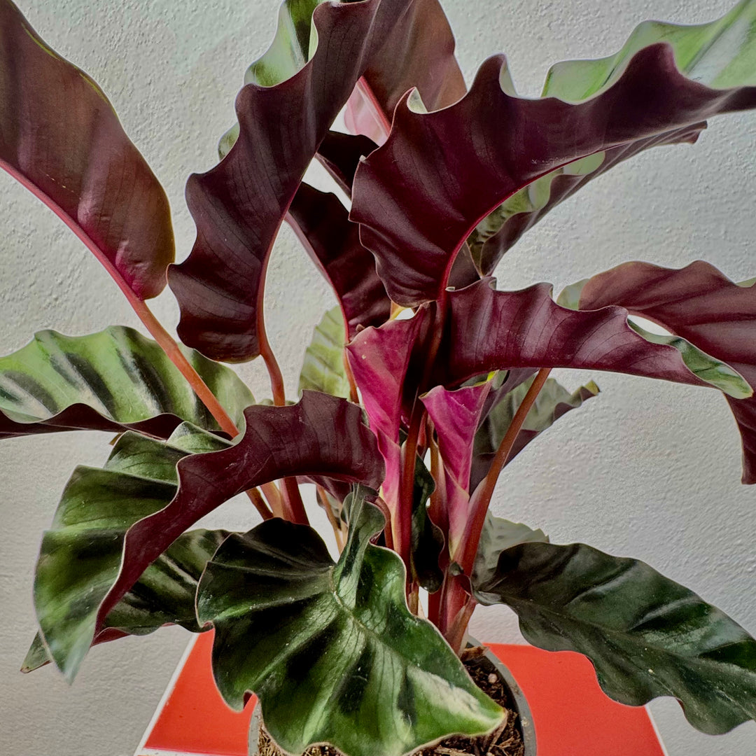 Calathea 'Velvet Glory'