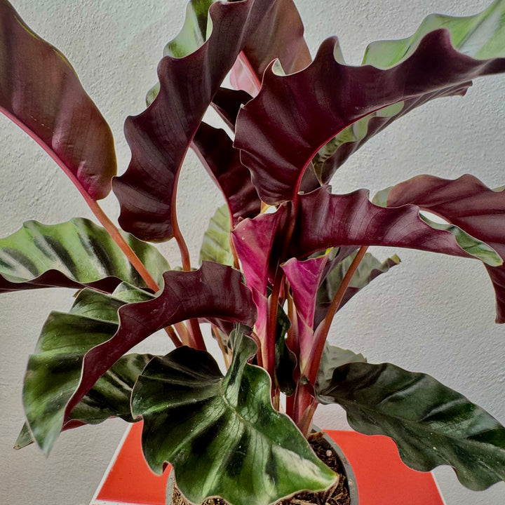 Calathea 'Velvet Glory'